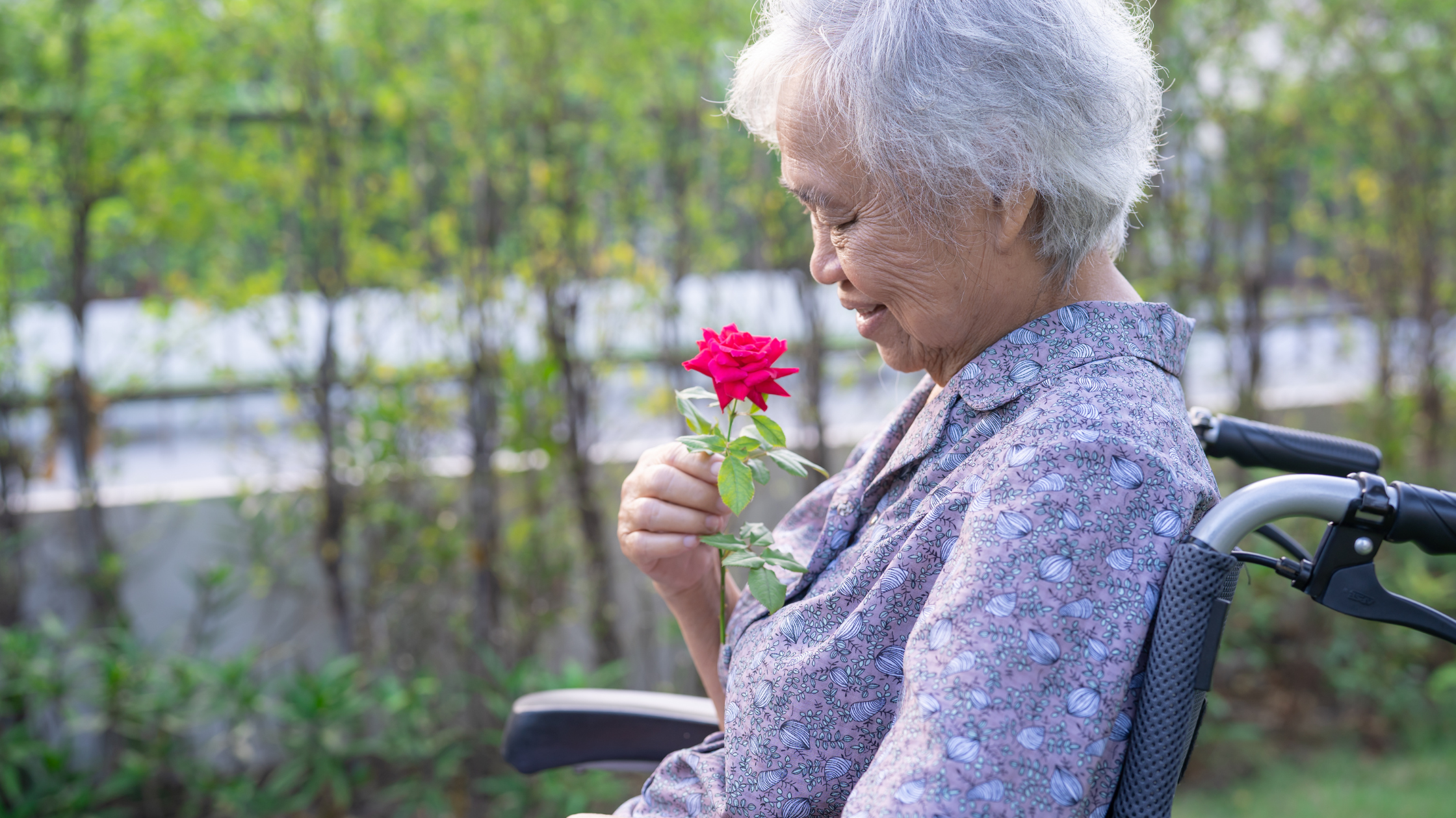 senior sitting outside in a wheelchair sniffs a rose