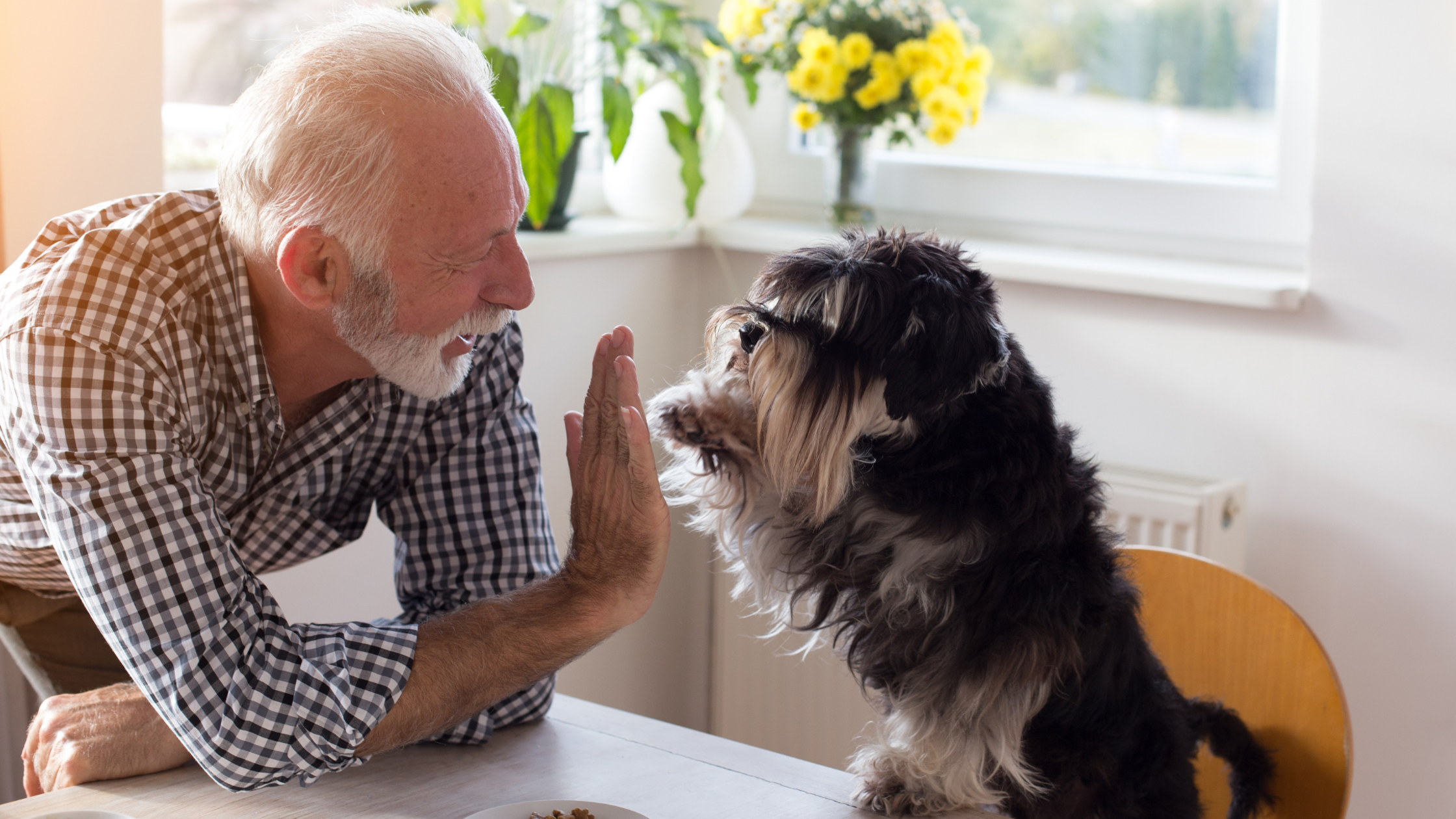 senior man high fives a dog