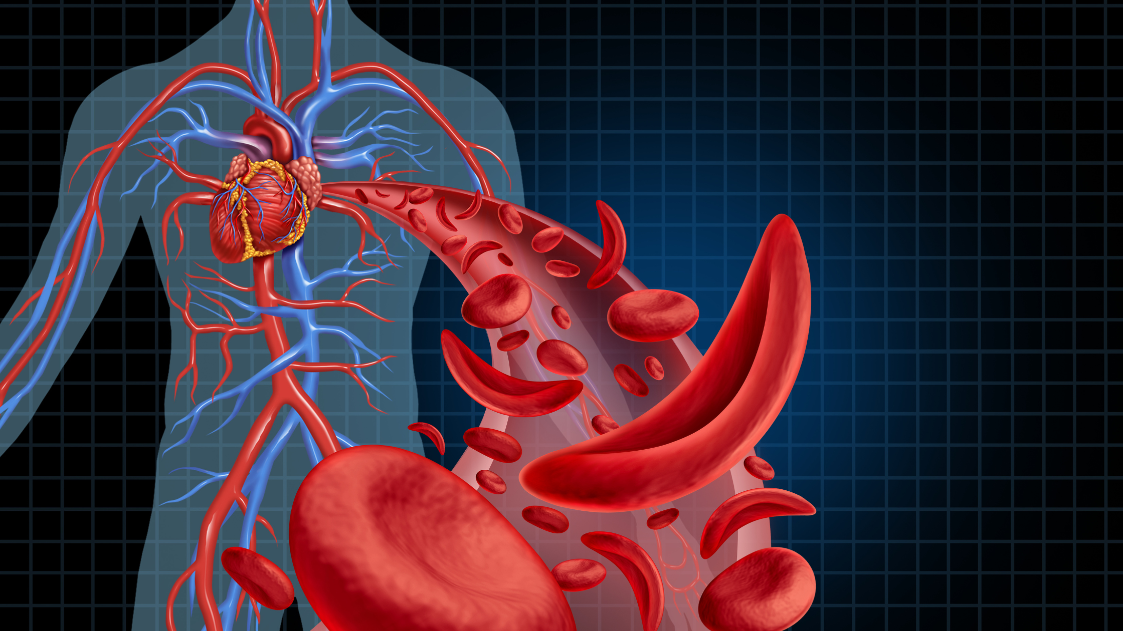 translucent diagram of a human body with heart and veins showing through