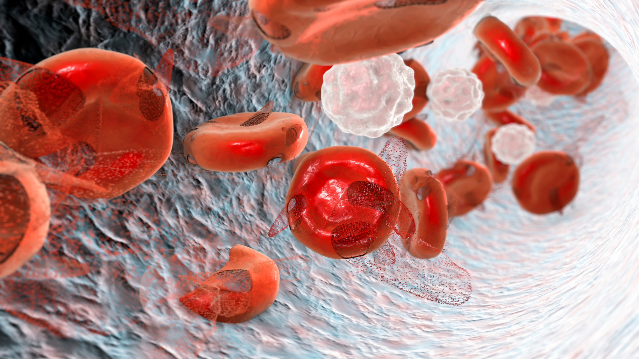 close up of red blood cells flowing through the body