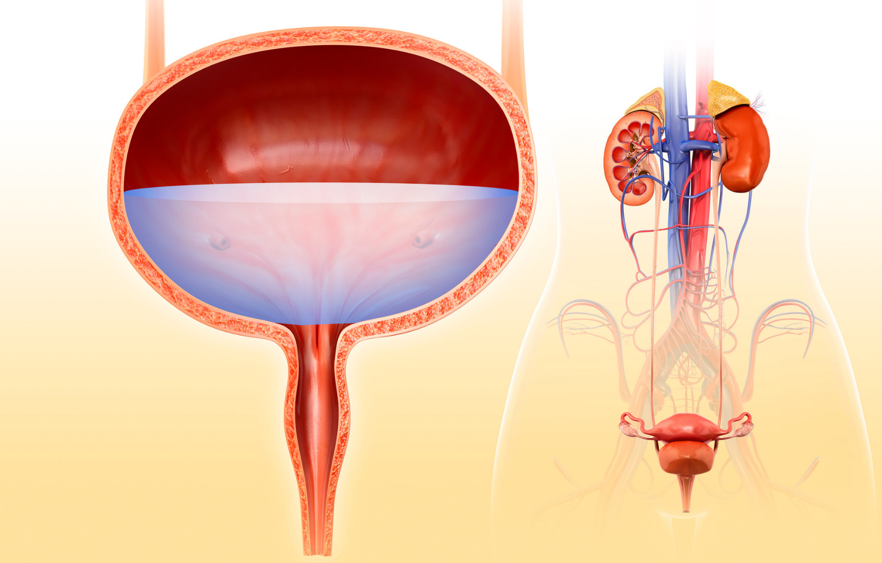 Illustration of bladder and urinary tract