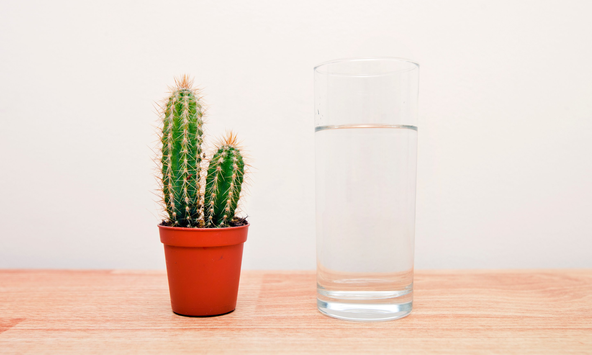 Potted cactus next to a glass of water; Relationship between dehydration, weight loss, and incontinence