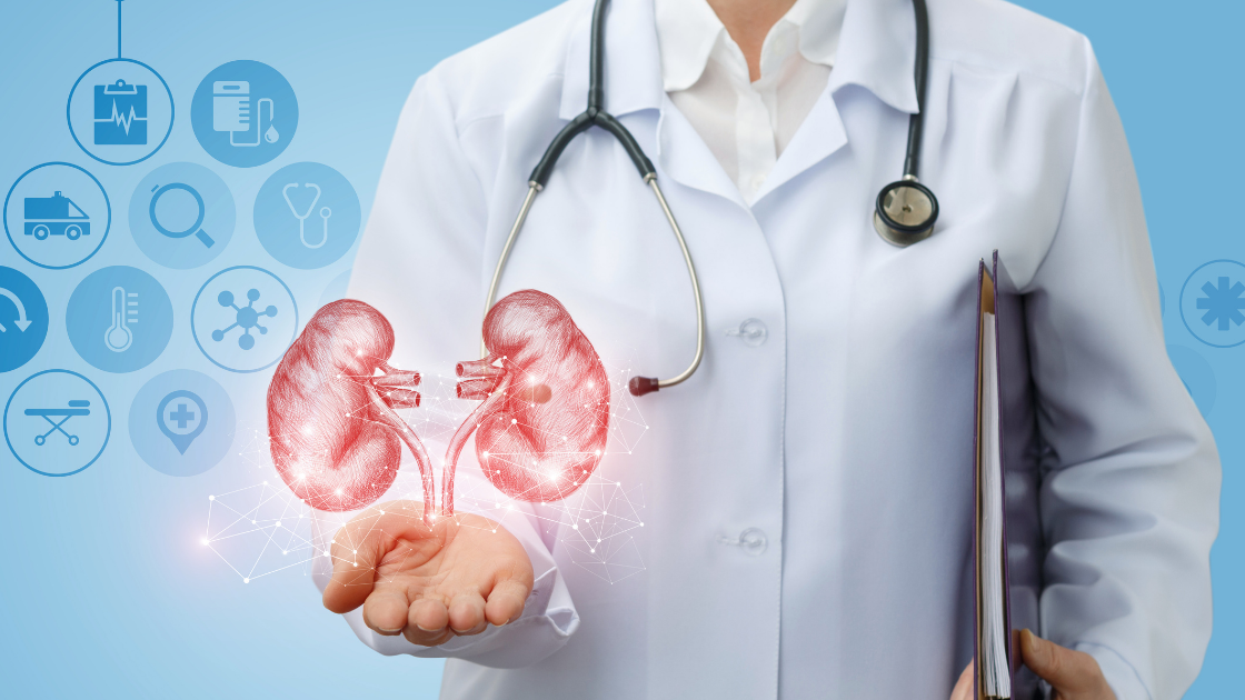 Doctor holding out hand, an illustrated kidney floating above it