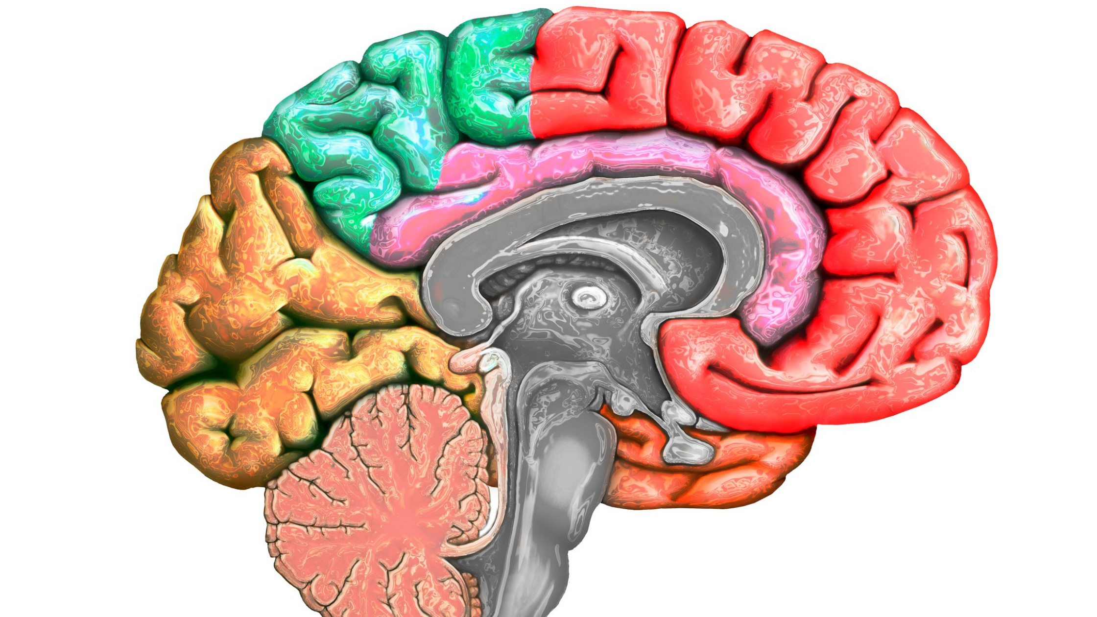 Illustration of brain, color-coded to highlight different sections