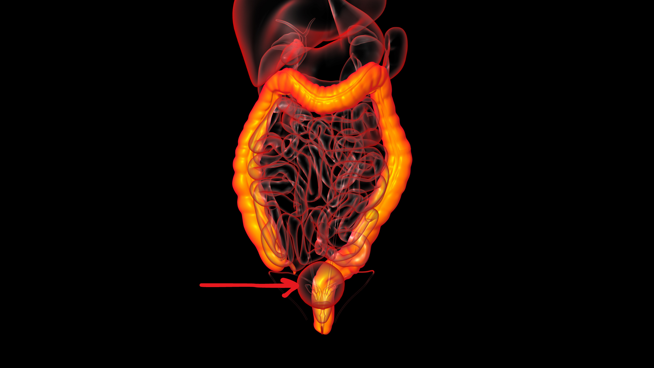 glowing model of the human digestive tract with a circle drawn around the bladder