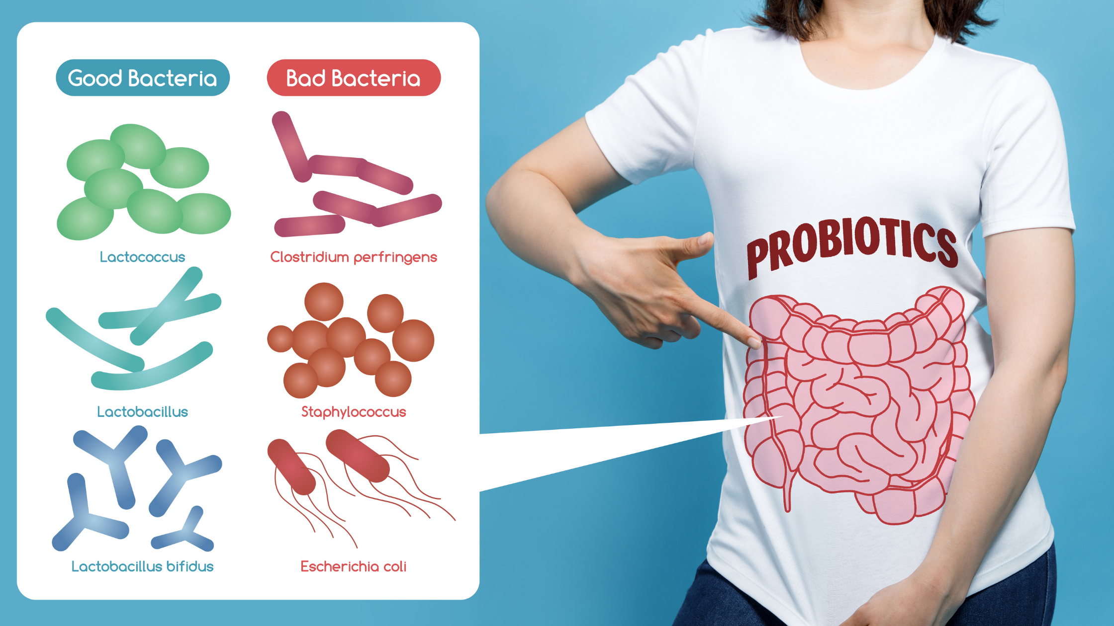 Woman pointing at shirt with digestion tract depicted and chart with illustration of good bacteria and bad bacteria