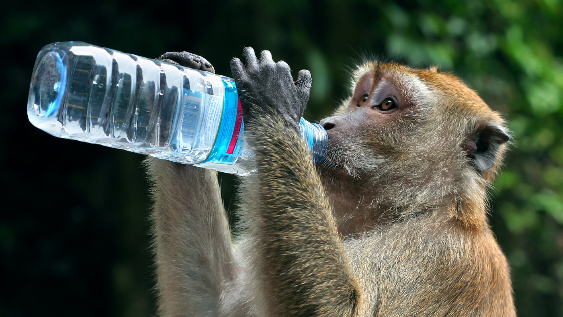 Monkey drinking from a water bottle