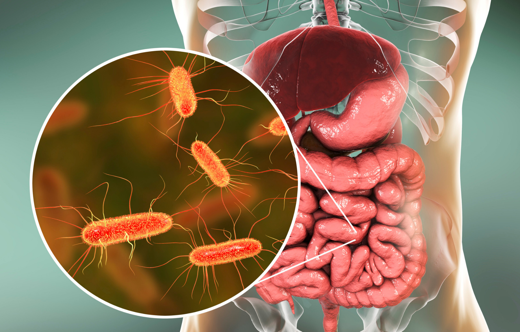 Illustration of digestive tract