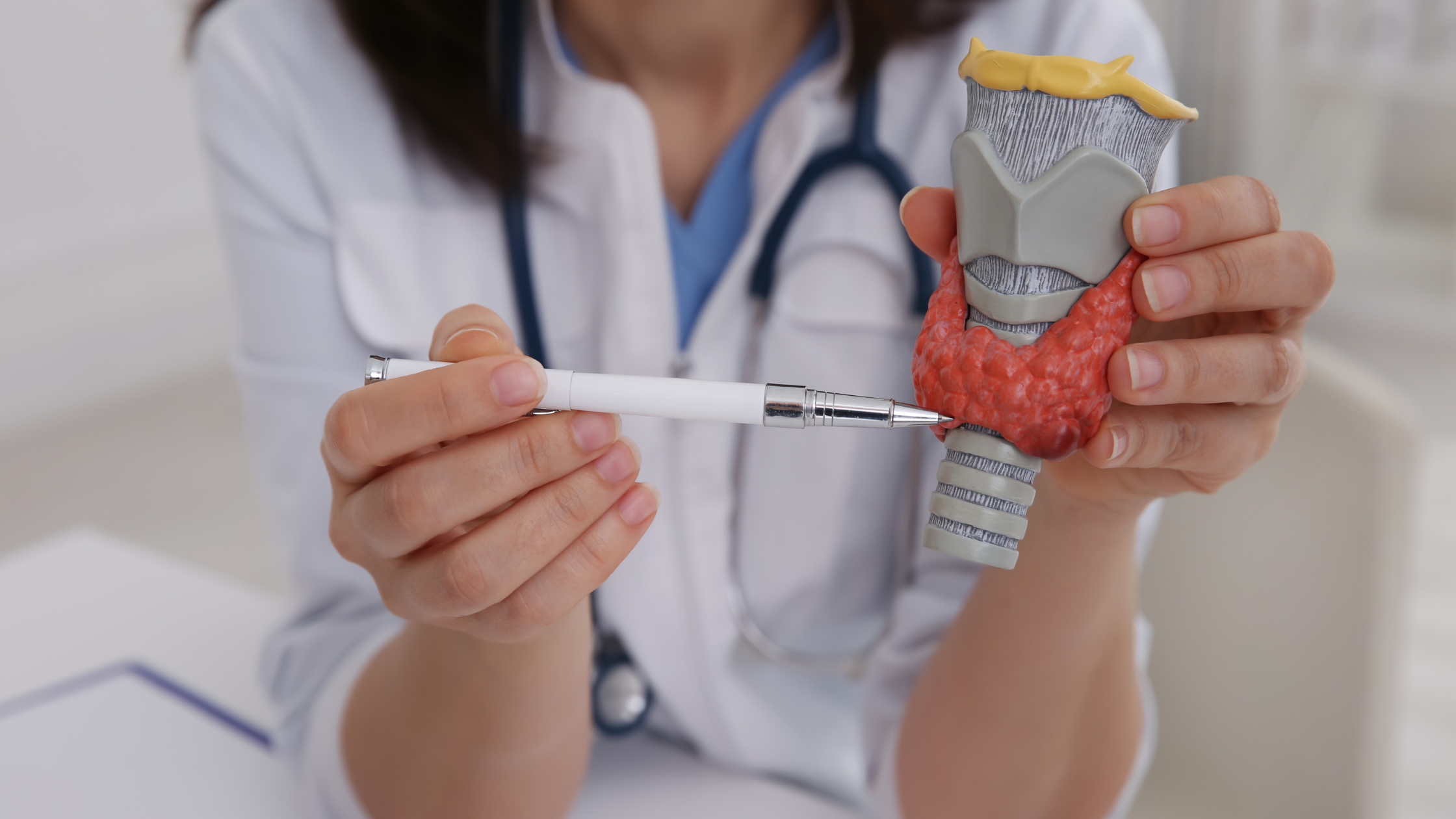 doctor shows a plastic model of the throat