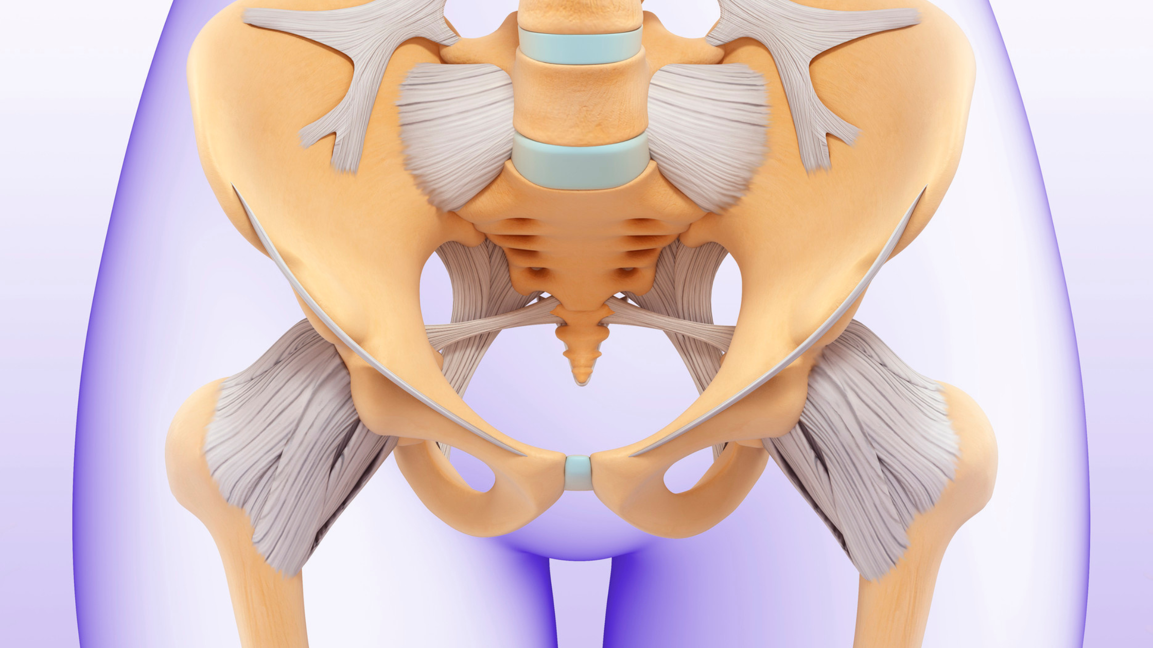 inner view of the muscles and skeletal structure of the pelvis area