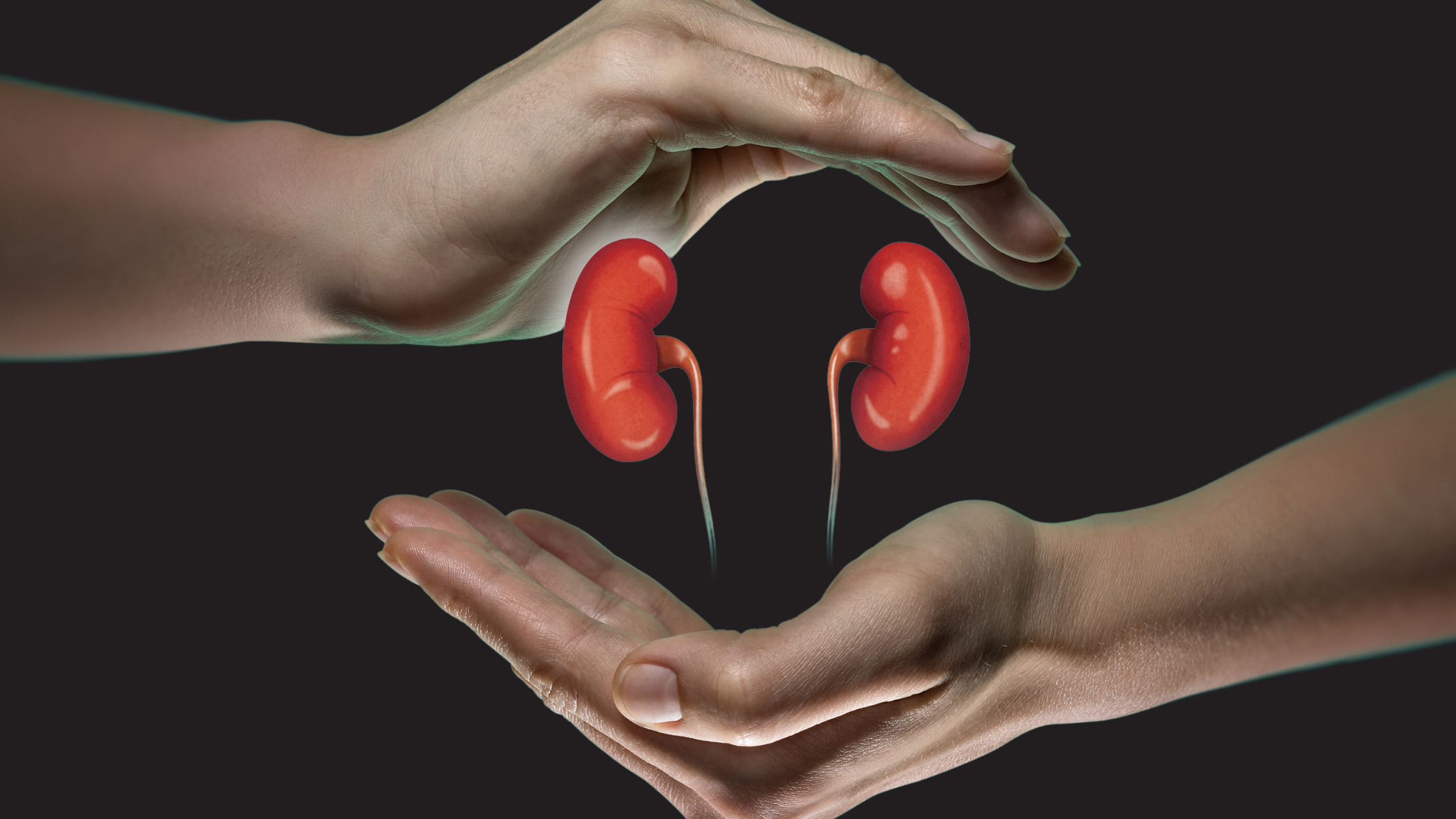 human hands around a 3D rendering of two floating human kidneys