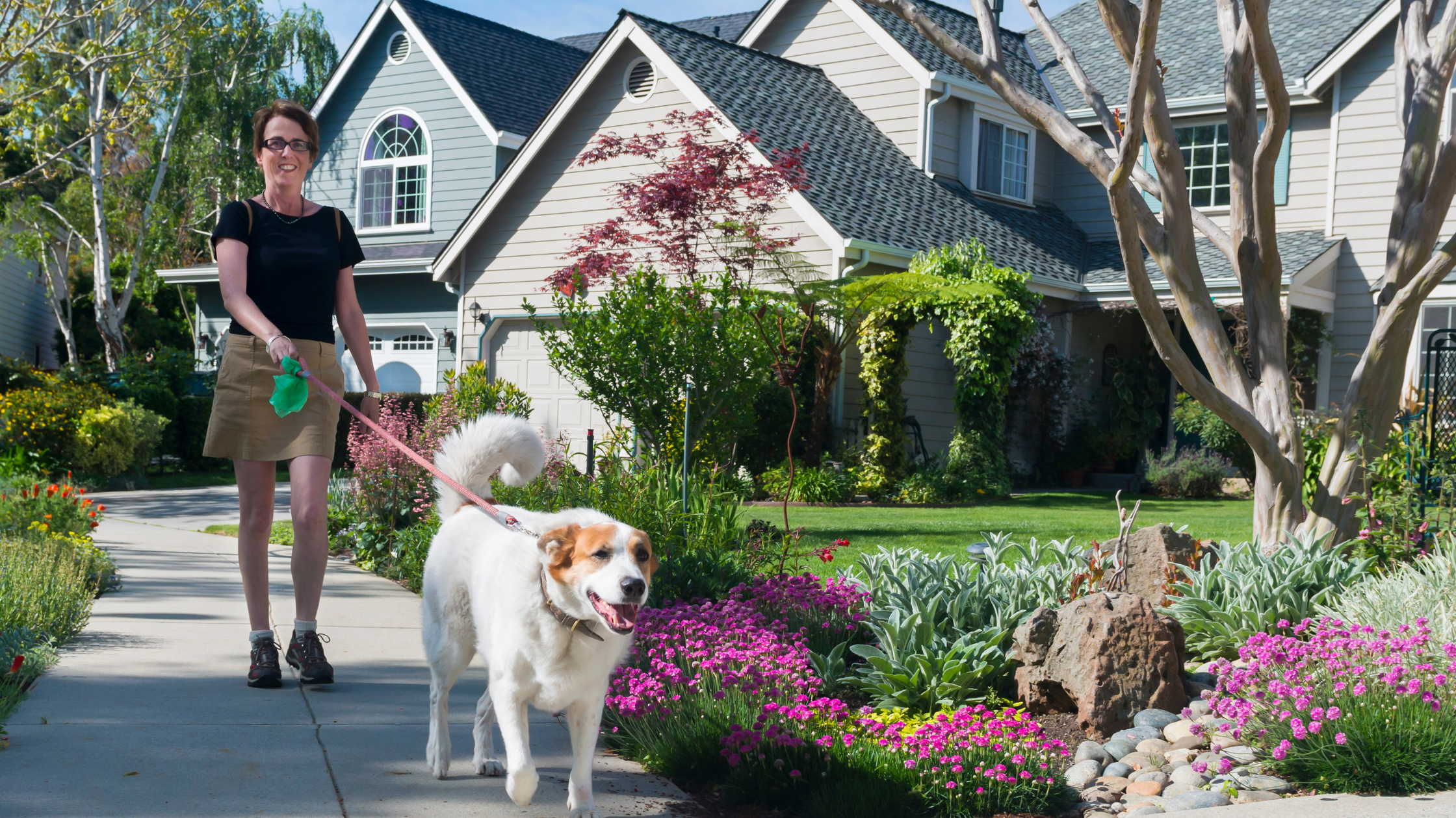 smiling senior woman walks a dog on a sunny day