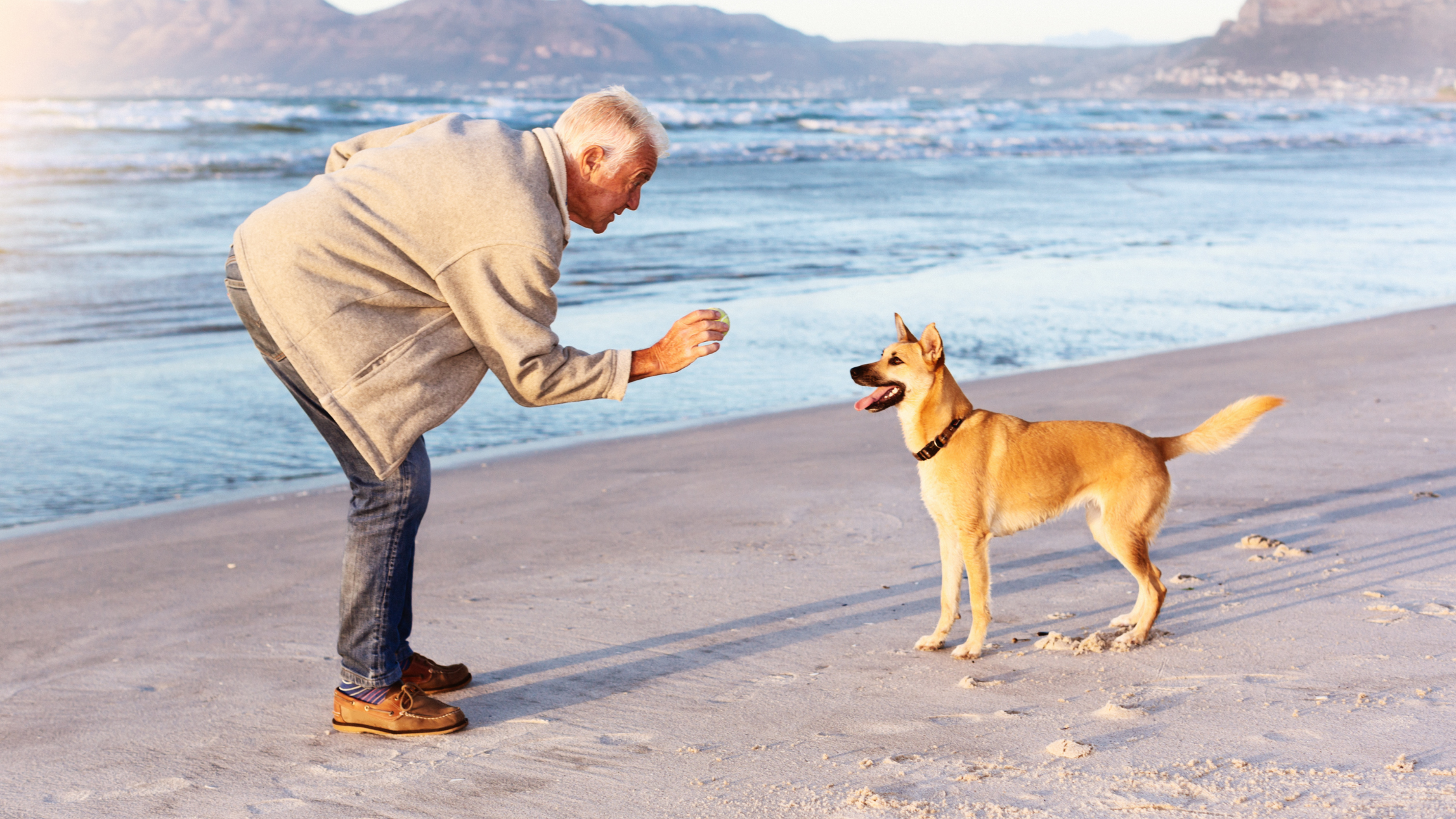 Senior man at the beach holds ball in front of dog just before throwing it