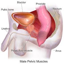 An illustration depicting the male pelvic muscles and prostate