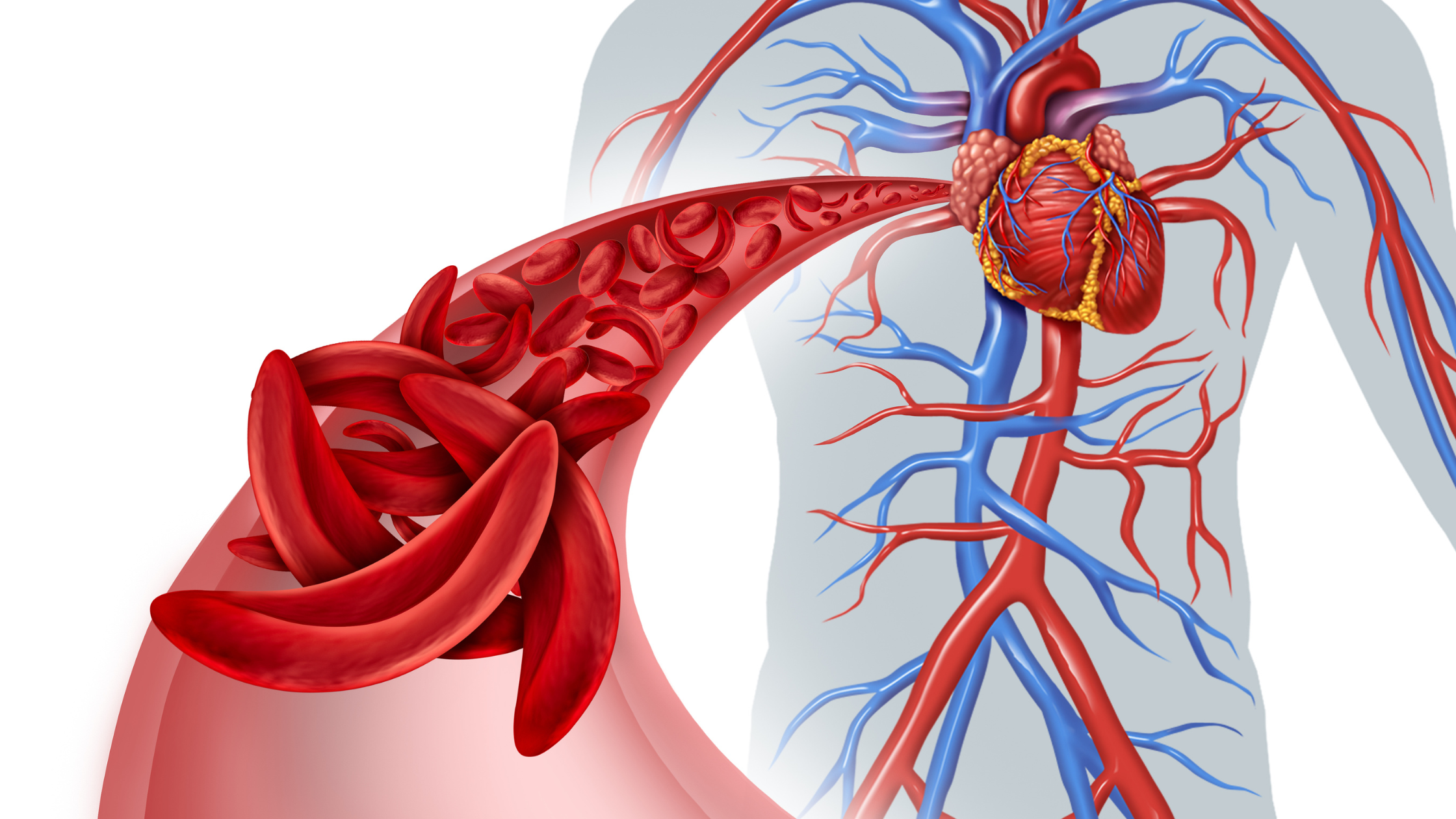 human shape with glowing heart and arteries illustrated within