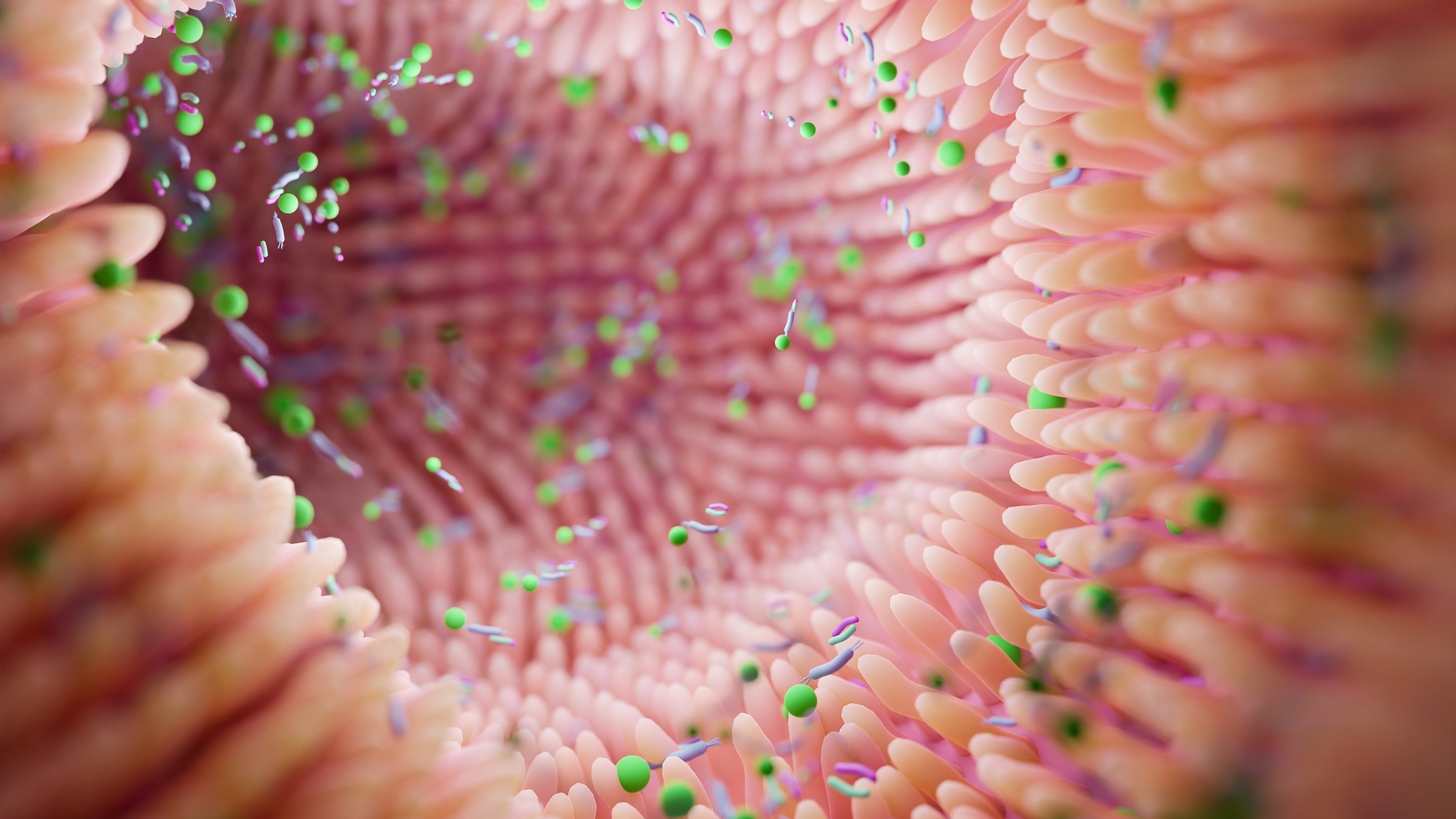 close up shot of the inside of an intestine with little floating bacteria