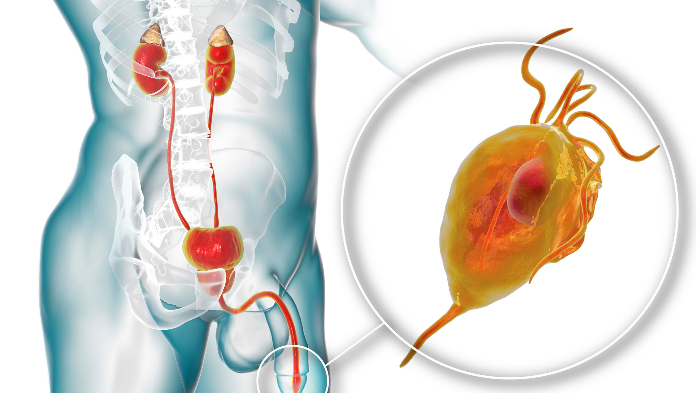Transparent illustration of male with a highlighted focus on the prostate