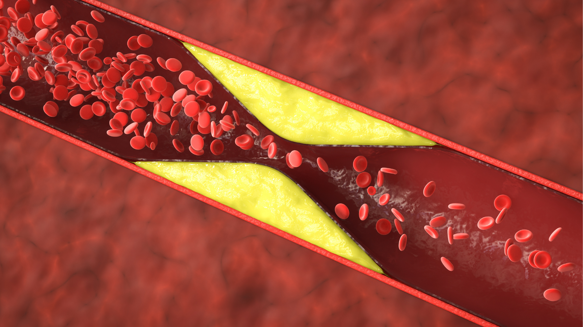 red blood platelets flow through  a vein 