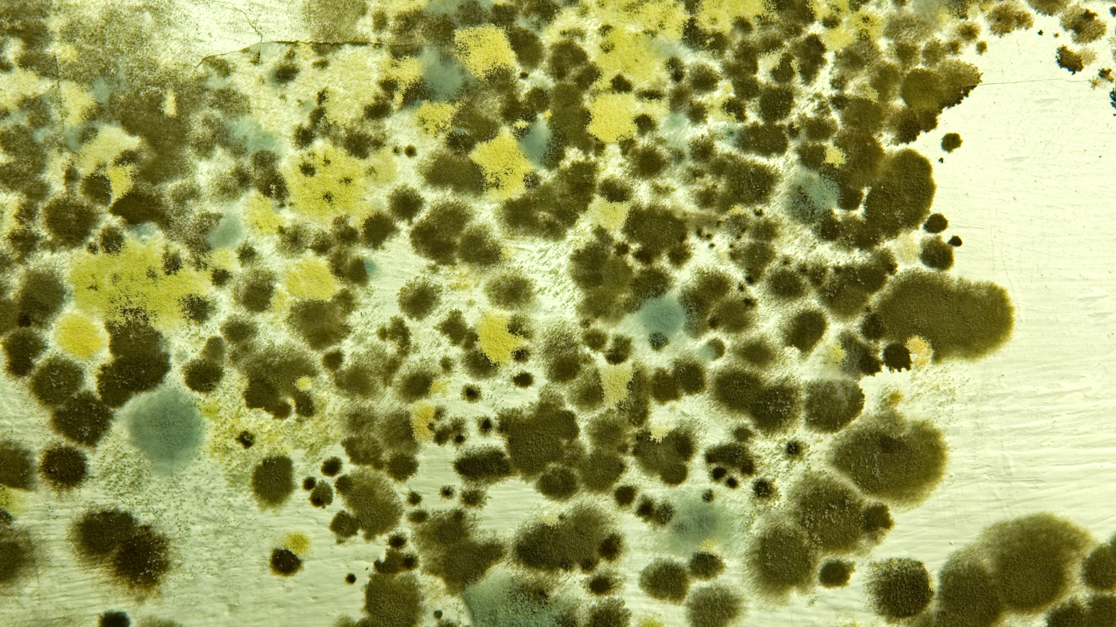 fuzzy green, grey, and yellow mold on a wall